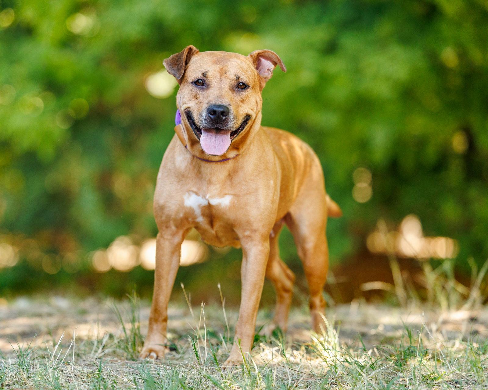 Enlarge Willow, a Adoptable Mixed Breed in Durham, NC image 2/2
