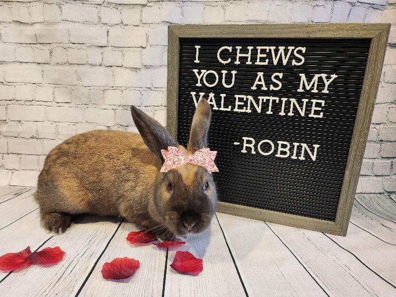 Enlarge Robin, a Adoptable New Zealand in Columbus, OH image 1/3