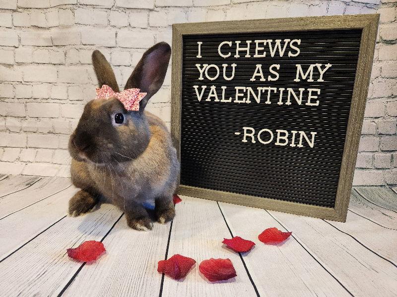 Enlarge Robin, a Adoptable New Zealand in Columbus, OH image 2/3