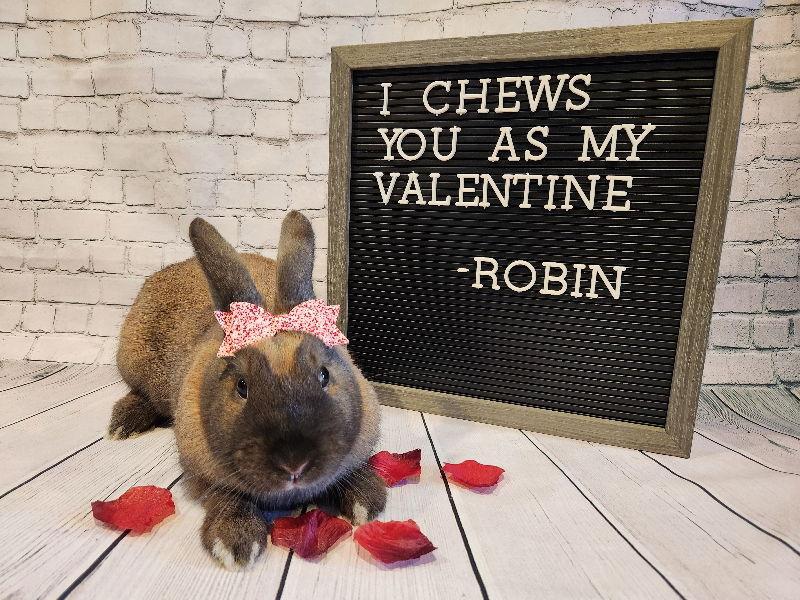 Enlarge Robin, a Adoptable New Zealand in Columbus, OH image 3/3