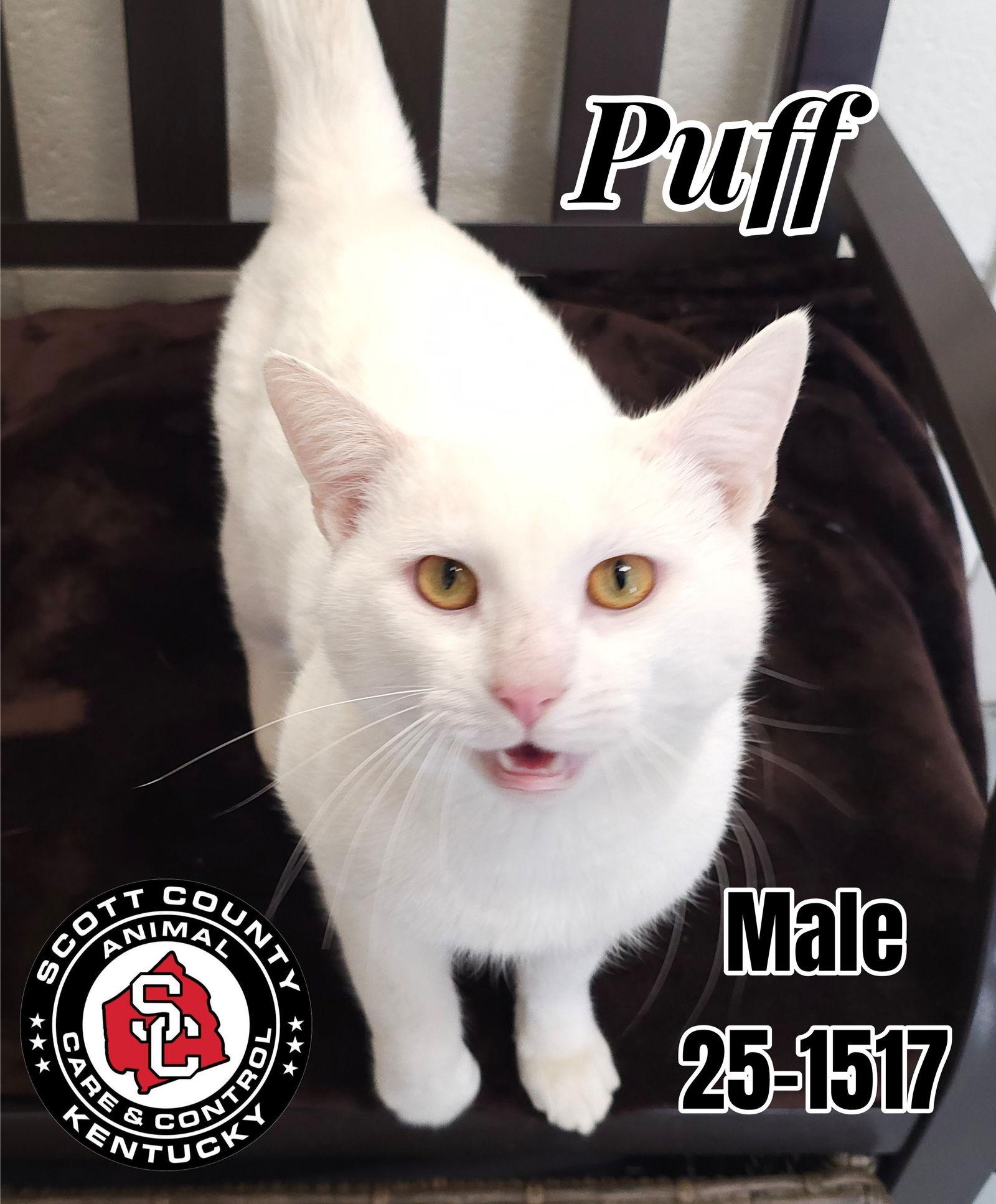 Enlarge Puff, a Adoptable Domestic Short Hair in Georgetown, KY image 1/1