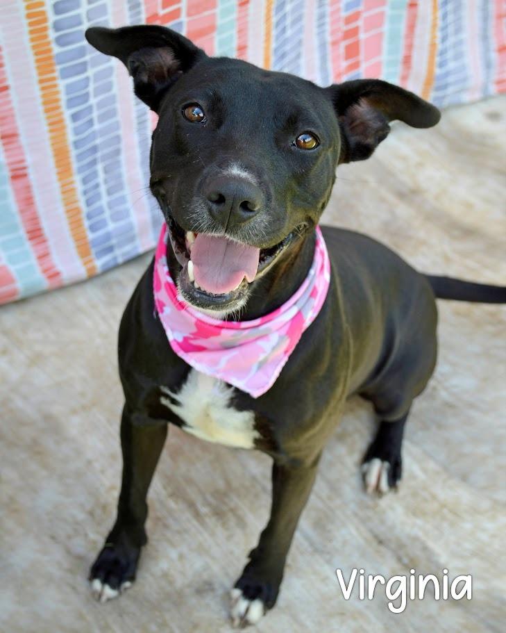Enlarge Virginia, a Adoptable Labrador Retriever in Gautier, MS image 1/2