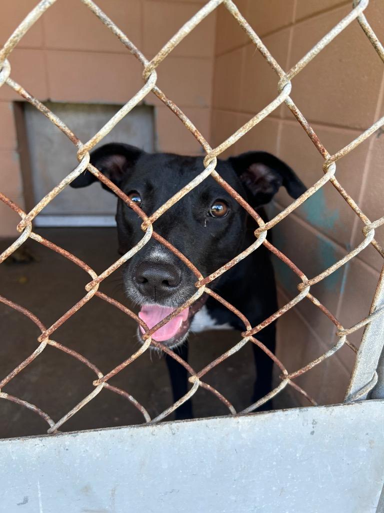 Enlarge Virginia, a Adoptable Labrador Retriever in Gautier, MS image 2/2