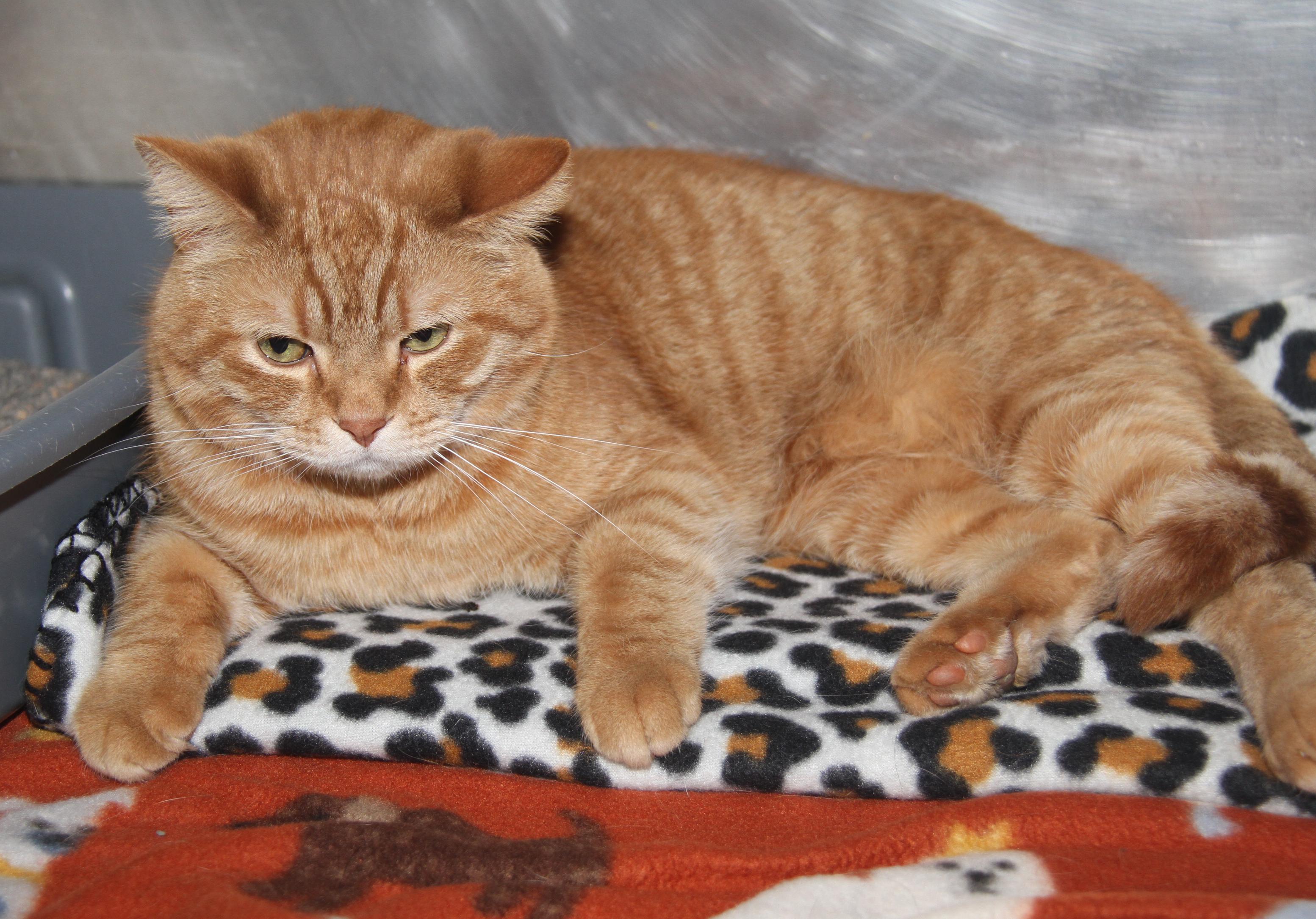 Frank and Beans (Neutered) (Bonded Pair), an adopted mixed breed in Marietta, OH image 2/3