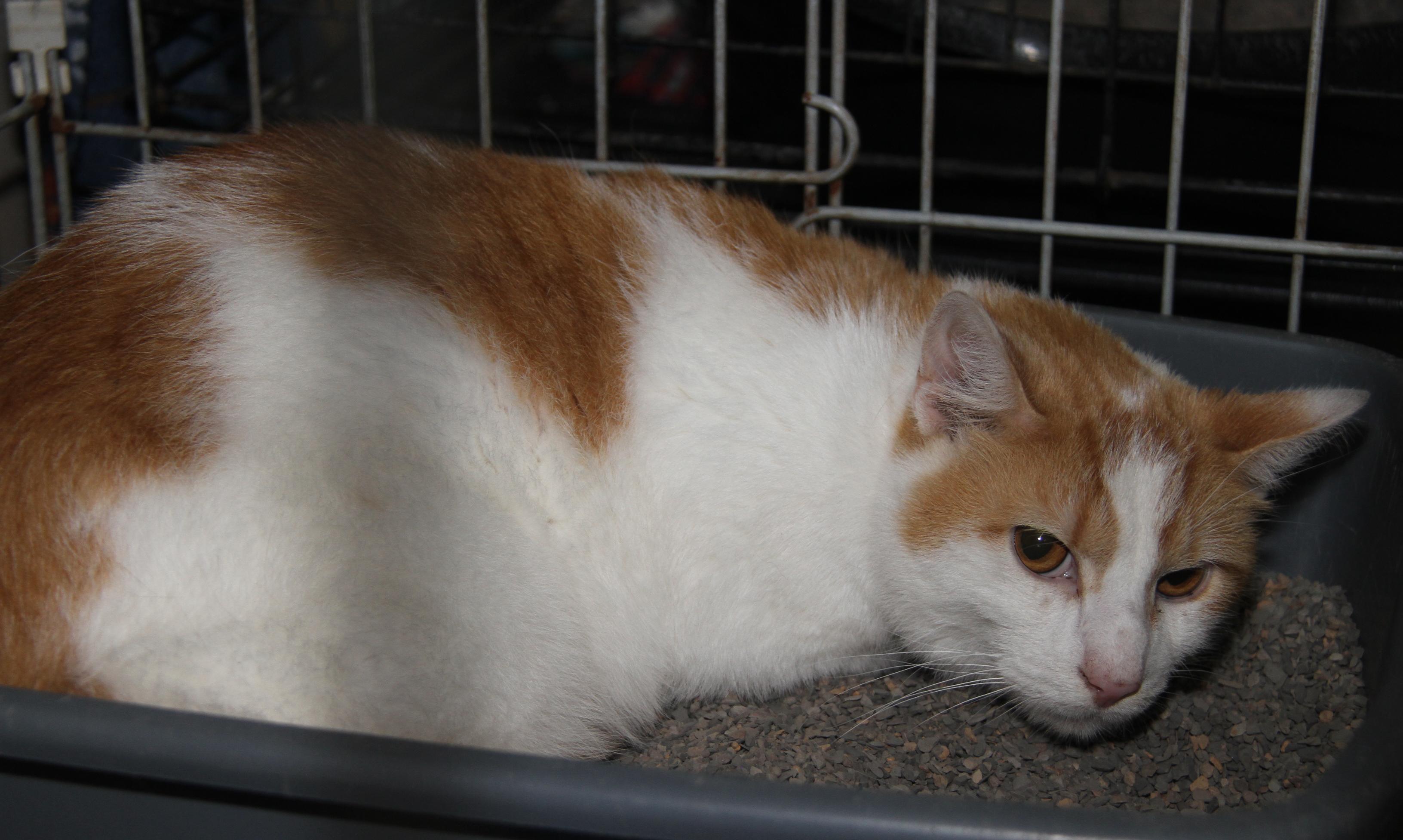 Frank and Beans (Neutered) (Bonded Pair), an adopted mixed breed in Marietta, OH image 3/3