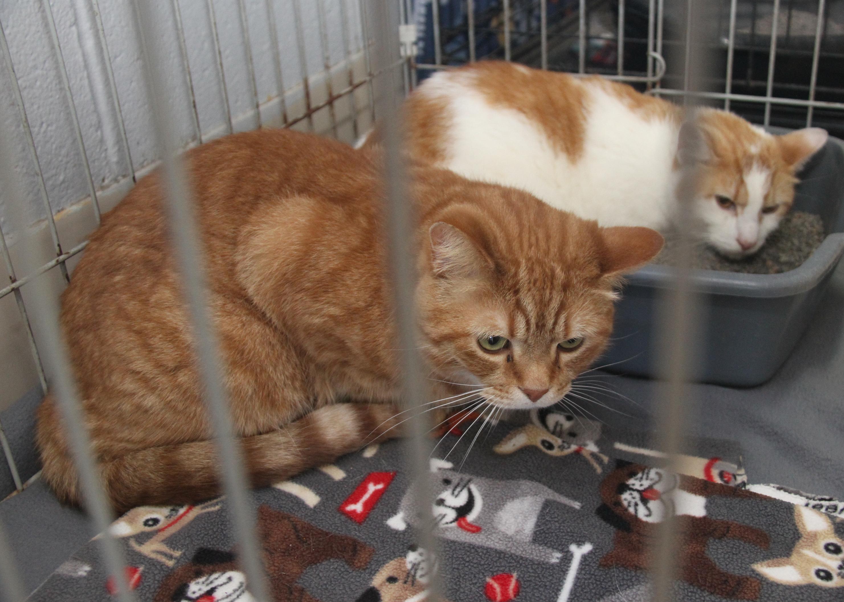 Frank and Beans (Neutered) (Bonded Pair), adopted, Adult Male Tabby & Domestic Short Hair.