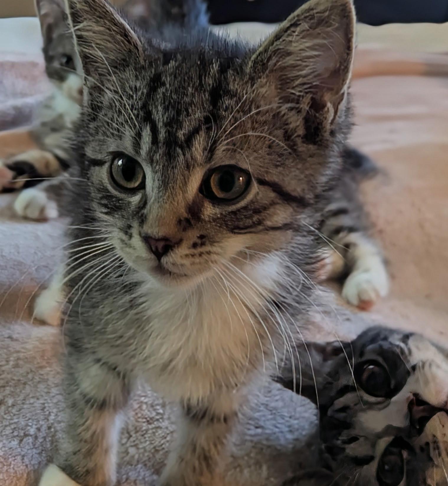 Buster, a Adoptable mixed breed in Export, PA image 2/2