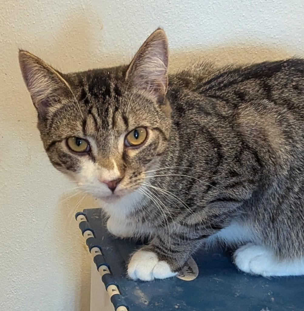 Buster, Adoptable, Young Male Tabby.