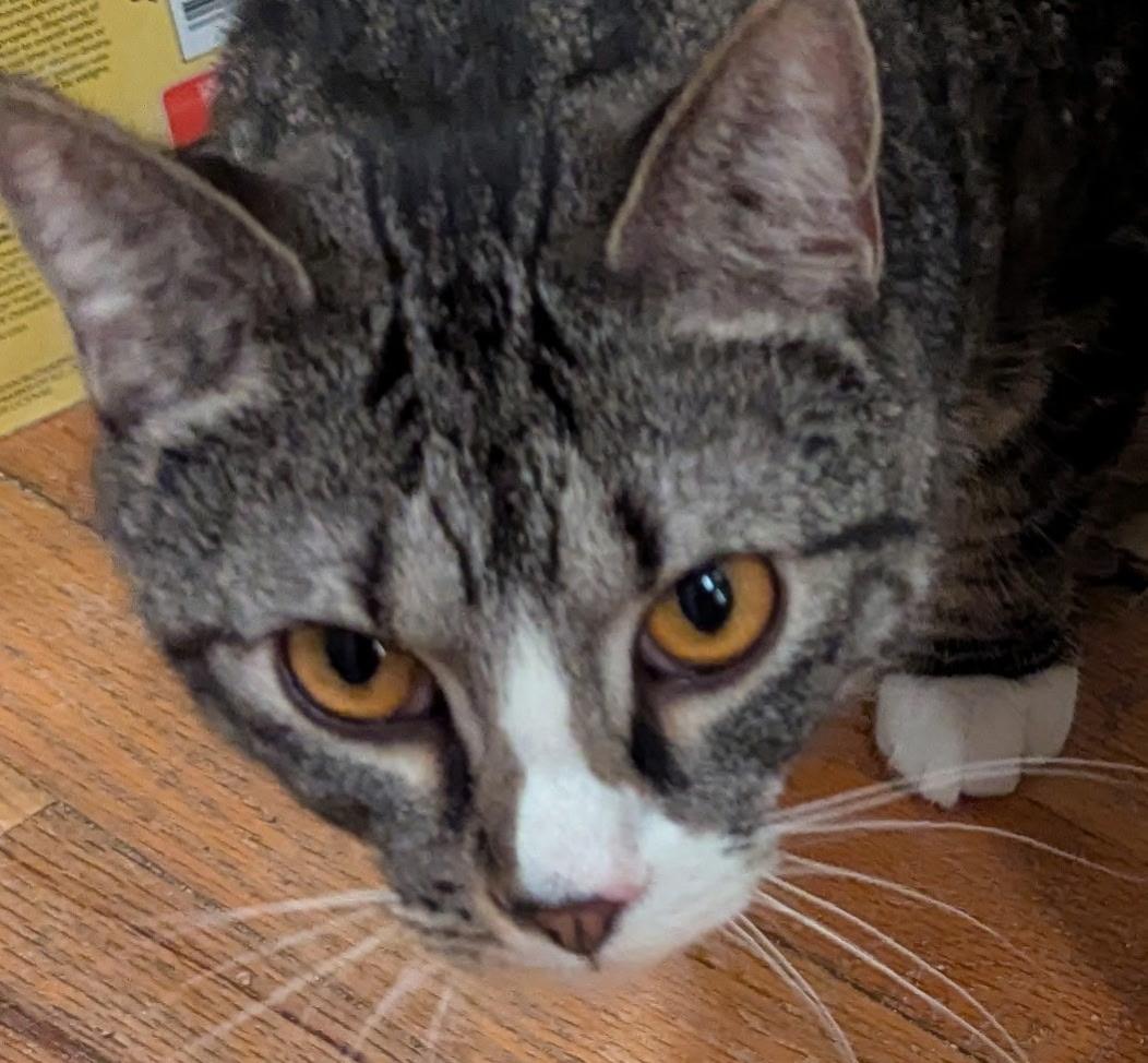 Enlarge Buster, a Adoptable mixed breed in Export, PA image 1/5