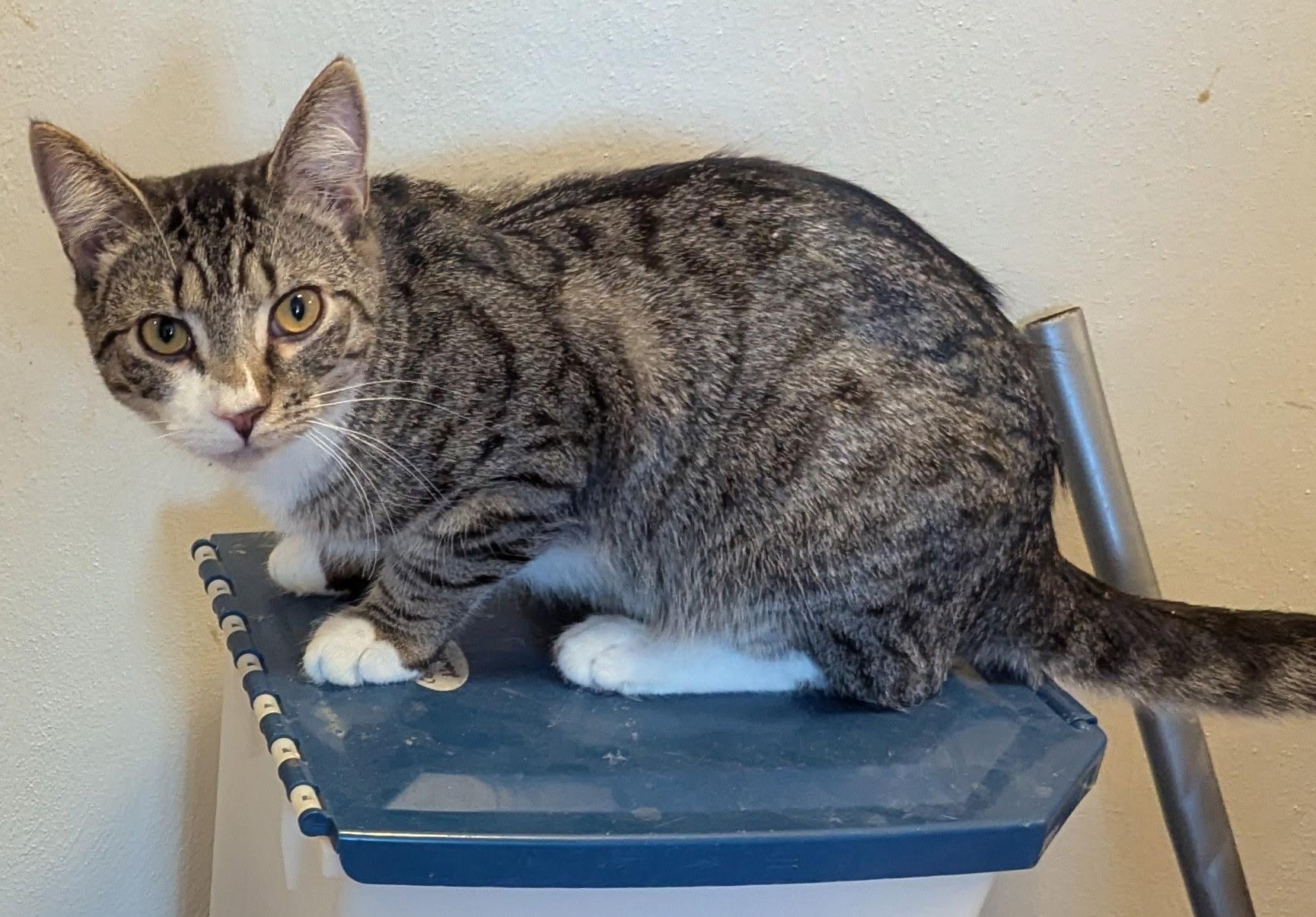 Enlarge Buster, a Adoptable mixed breed in Export, PA image 4/4