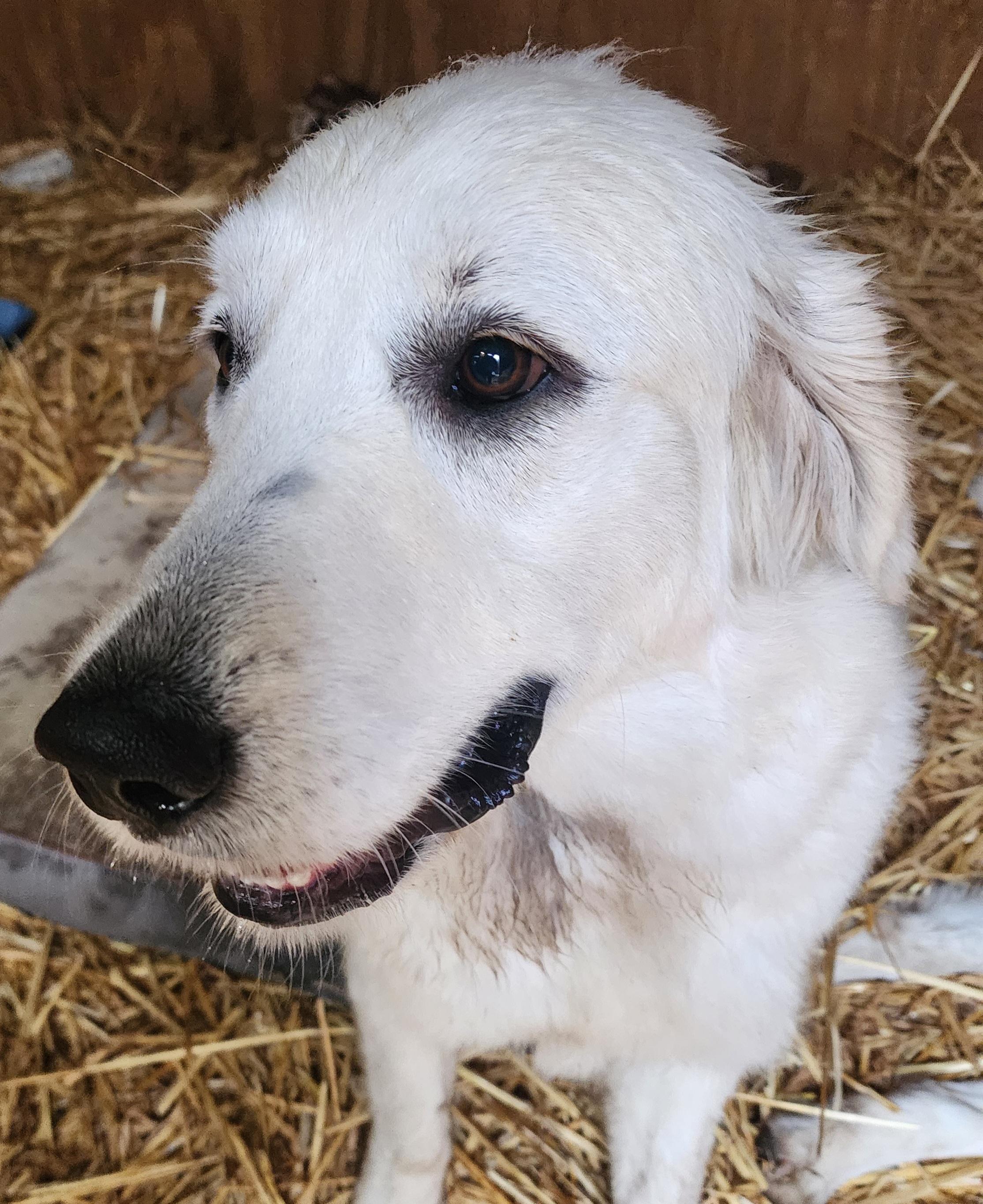 Enlarge Boffa, a ADOPTABLE Great Pyrenees in Lafayette, CA image 1/1