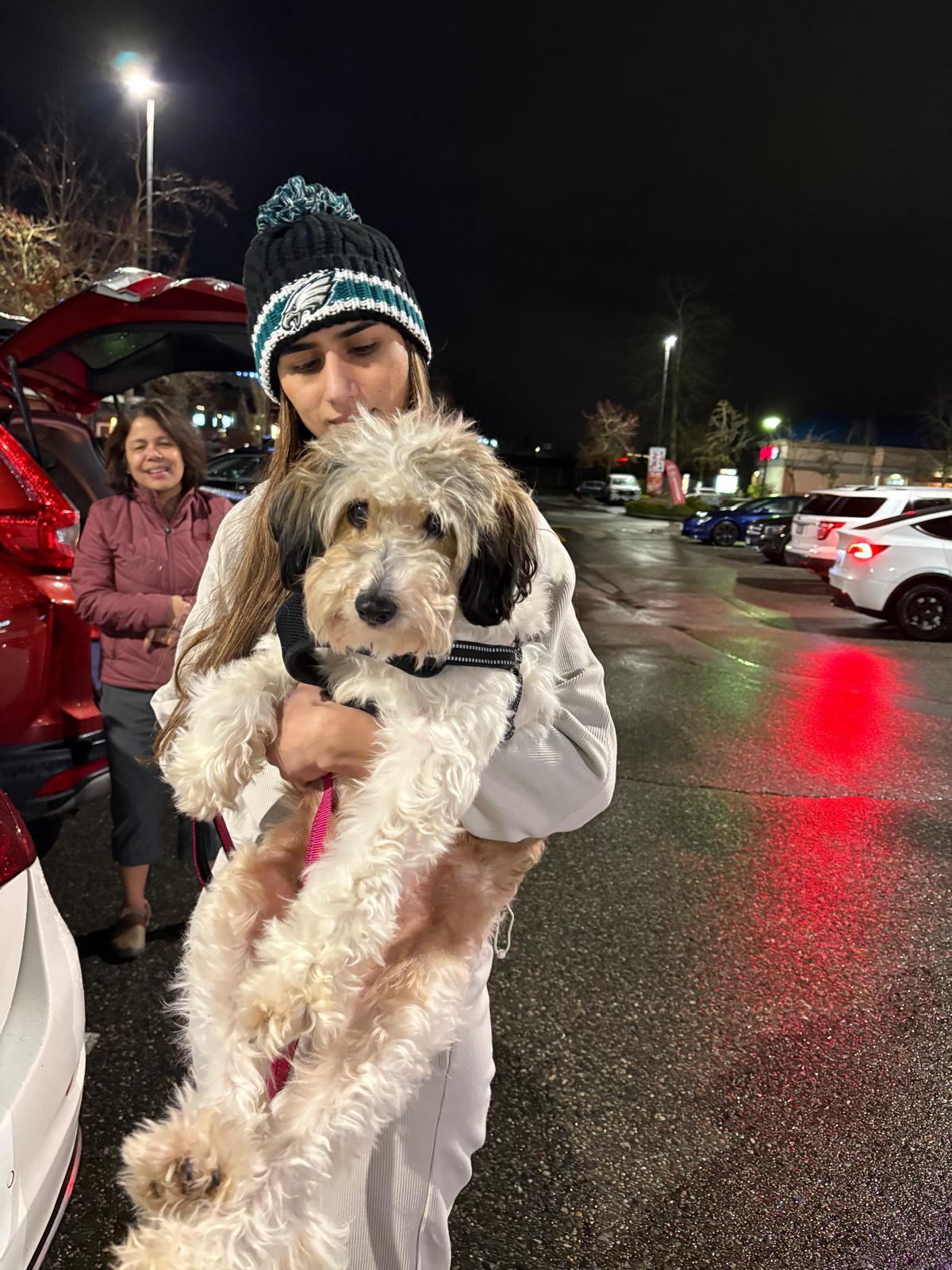 SNOOOPY, ADOPTABLE, Adult Male Bernadoodle.