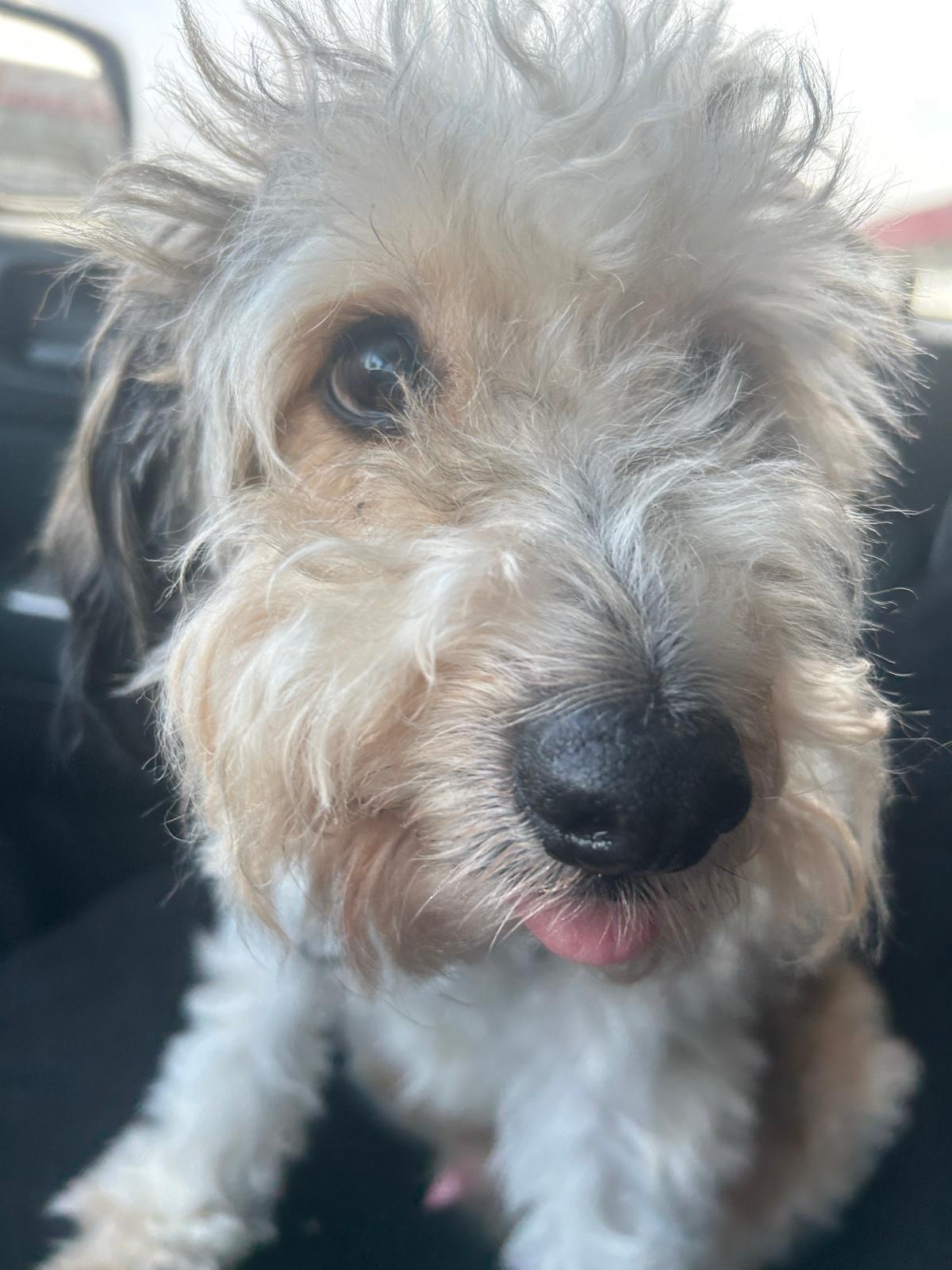 Enlarge SNOOOPY, a ADOPTABLE mixed breed in Surrey, BC image 6/6