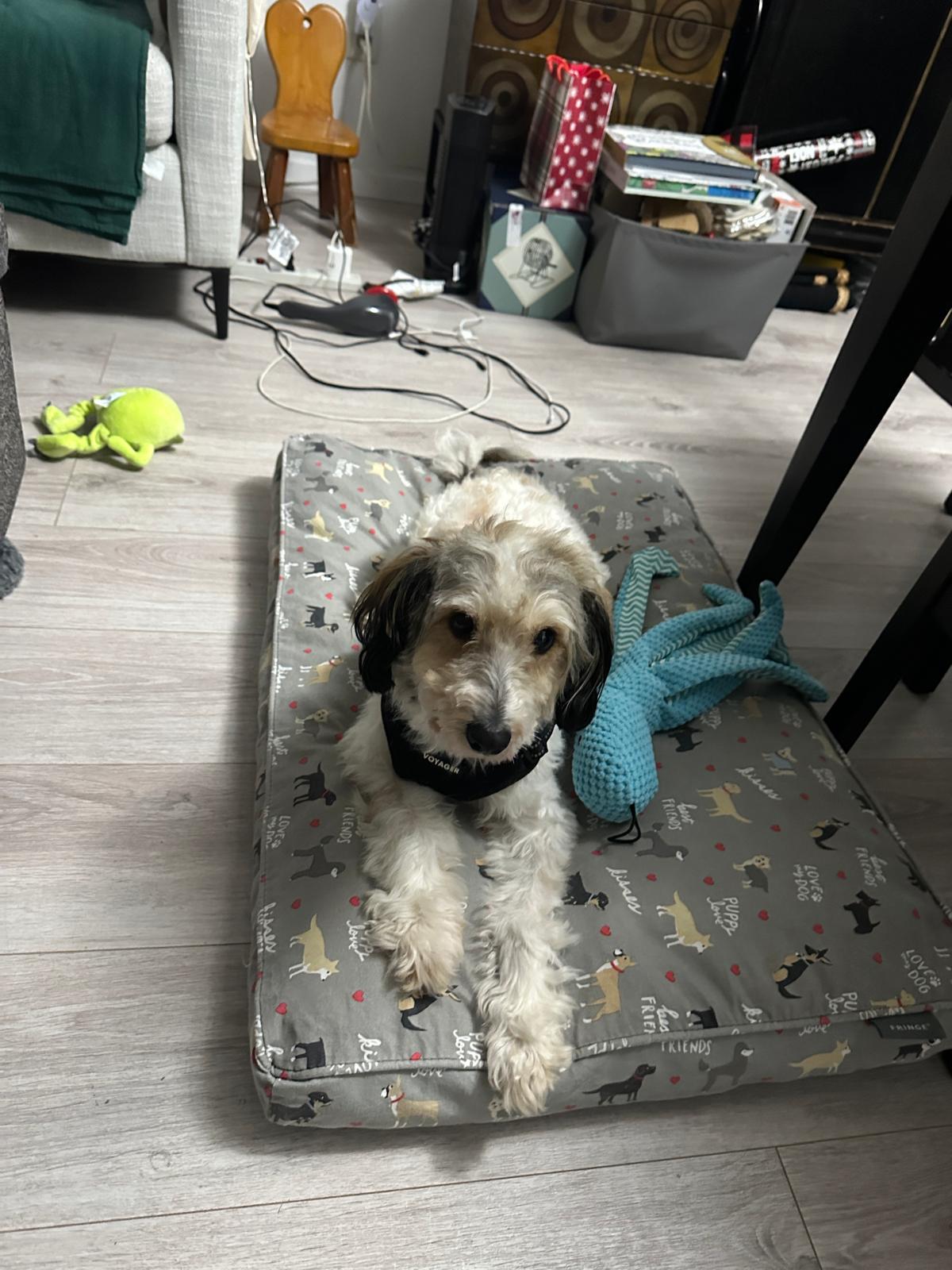 Enlarge SNOOOPY, a ADOPTABLE mixed breed in Surrey, BC image 5/6