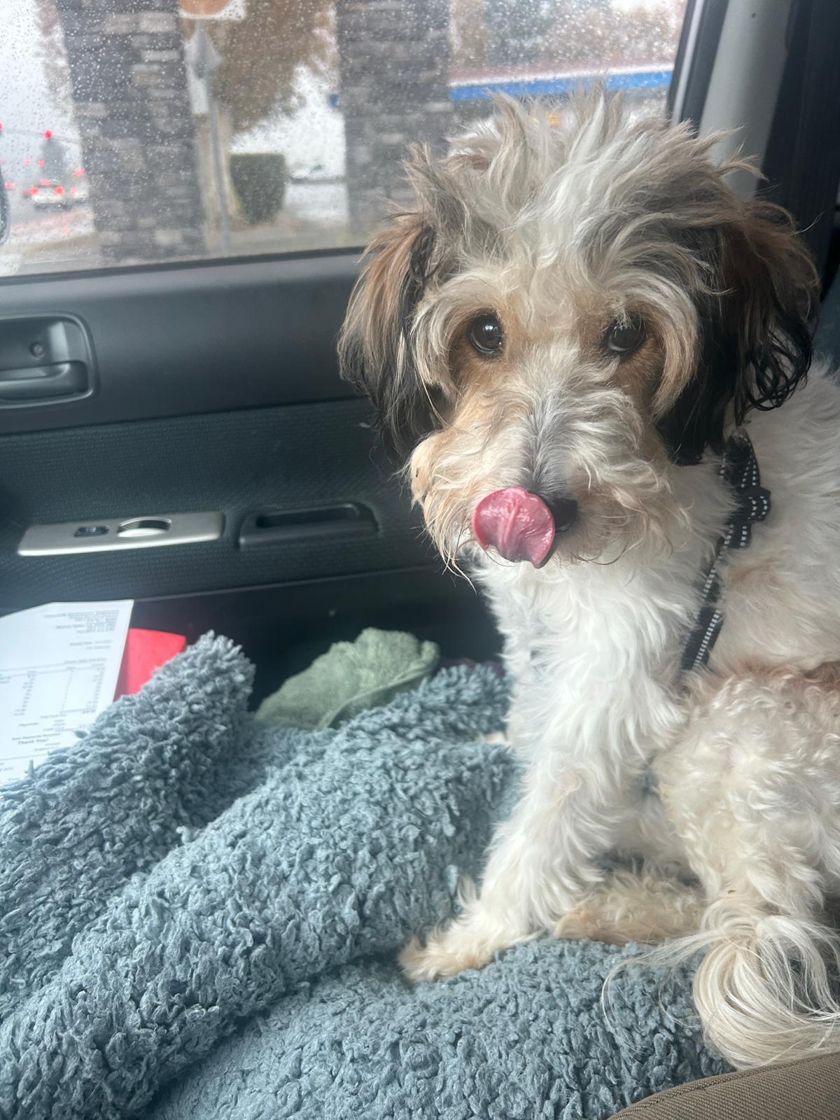 Enlarge SNOOOPY, a ADOPTABLE mixed breed in Surrey, BC image 4/6