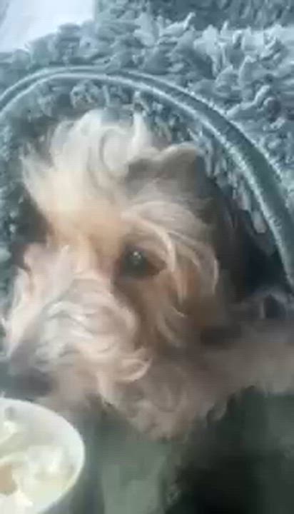 Enlarge SNOOOPY, a ADOPTABLE mixed breed in Surrey, BC video 2/6