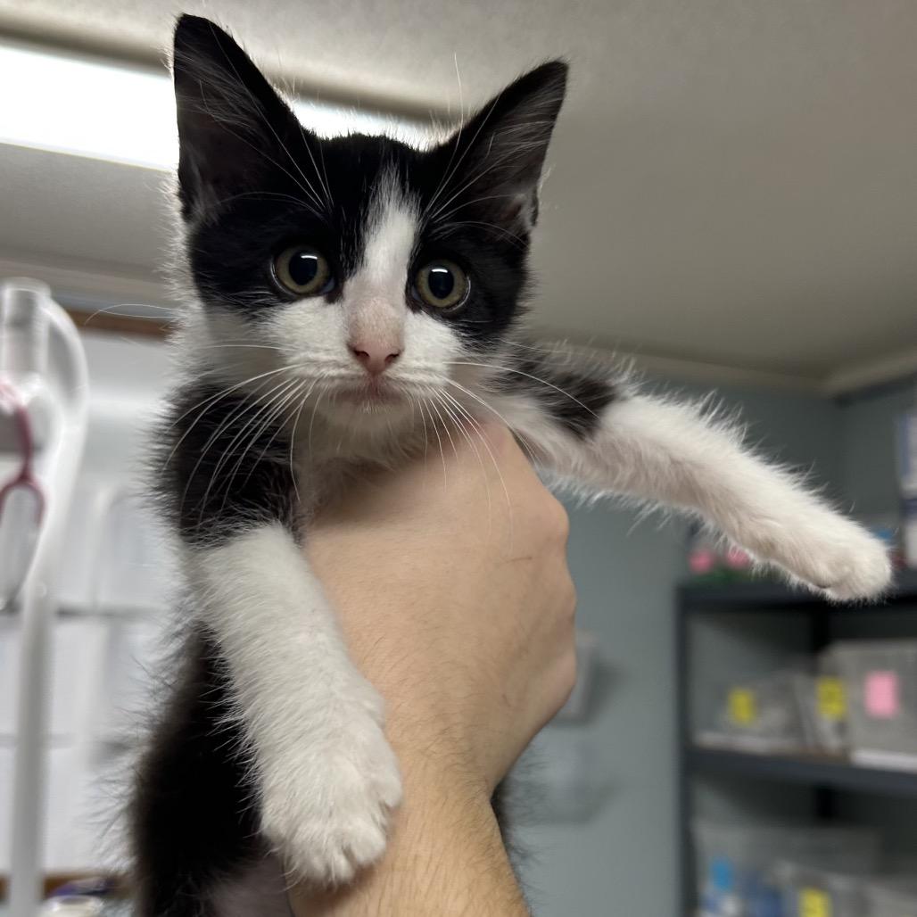 Summer, Adoptable, Kitten Female Domestic Short Hair.