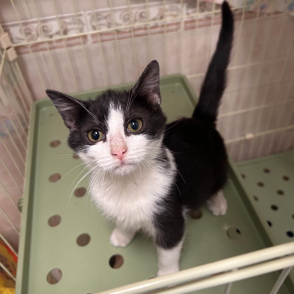 Summer, a Adoptable Domestic Short Hair in Johnson City, TN image 2/2