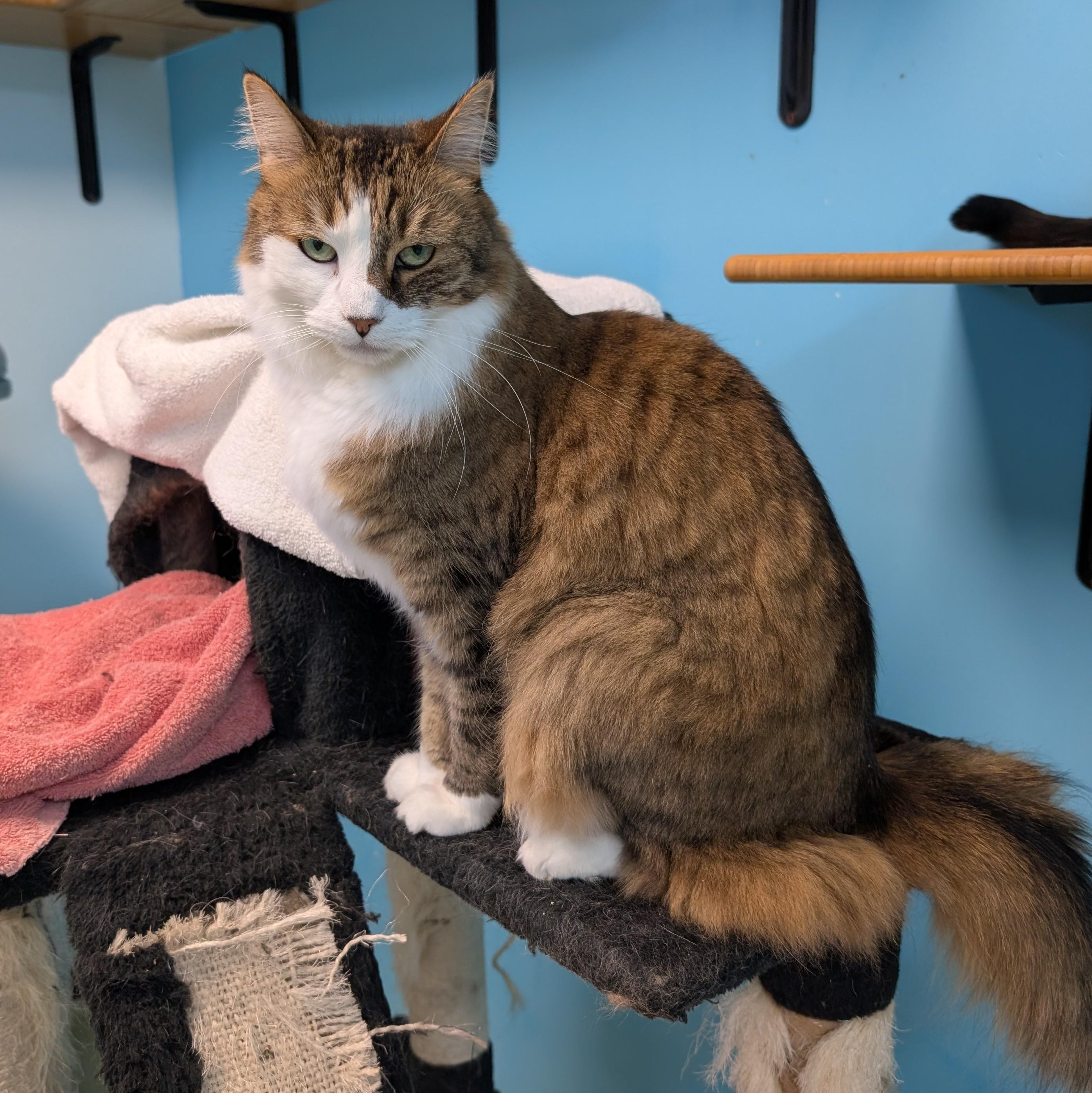 Enlarge Giddy, a ADOPTABLE Domestic Medium Hair in Cincinnati, OH image 1/1