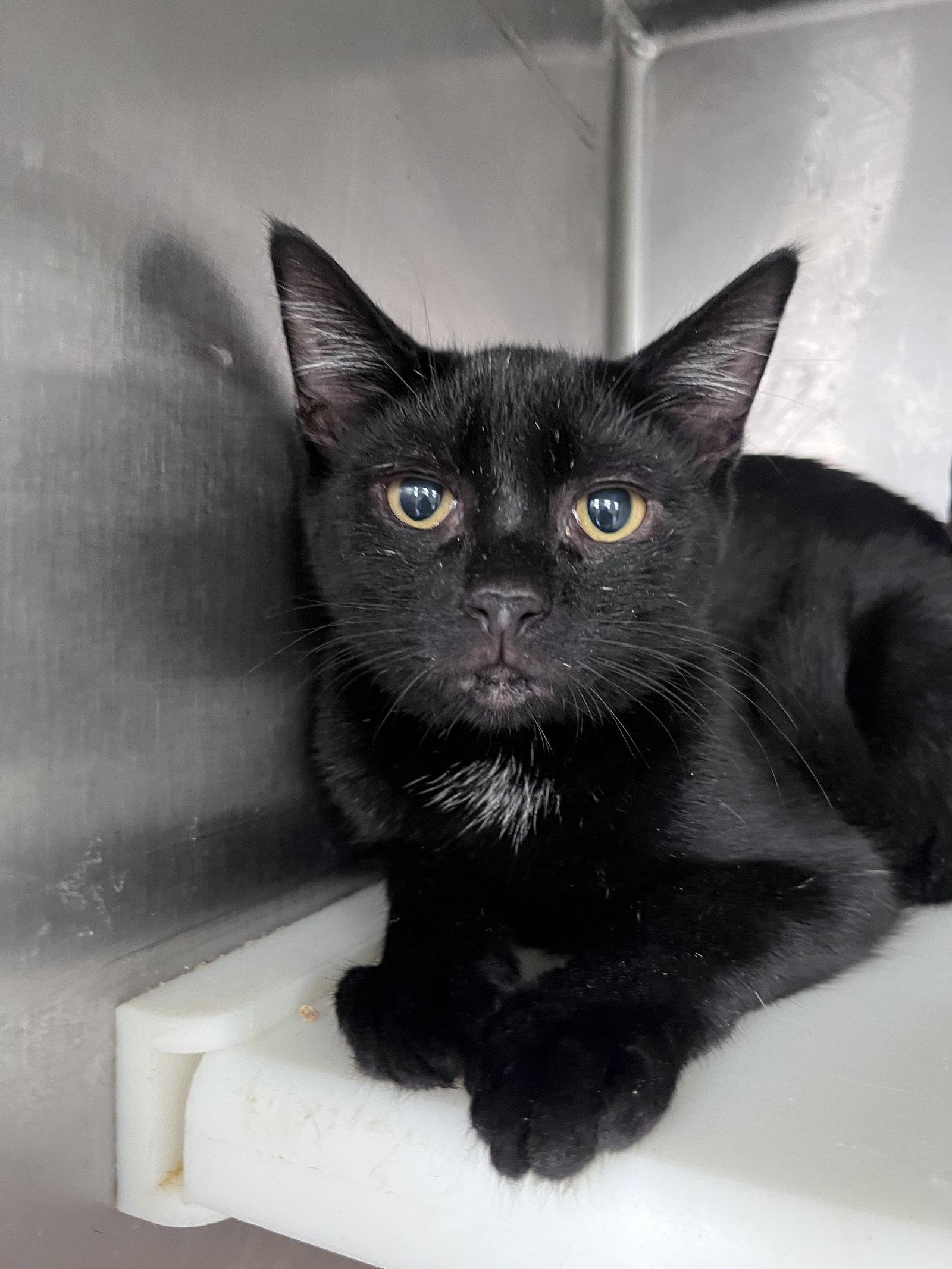 Enlarge Crash, a Adoptable Domestic Short Hair in Carrollton, GA image 1/3