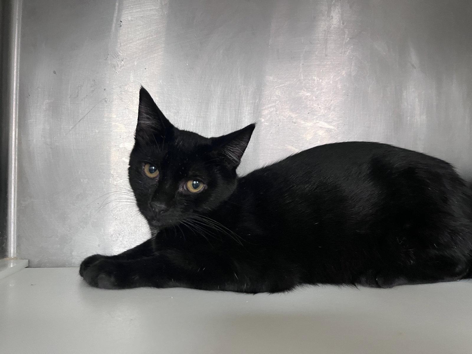 Enlarge Crash, a Adoptable Domestic Short Hair in Carrollton, GA image 2/3