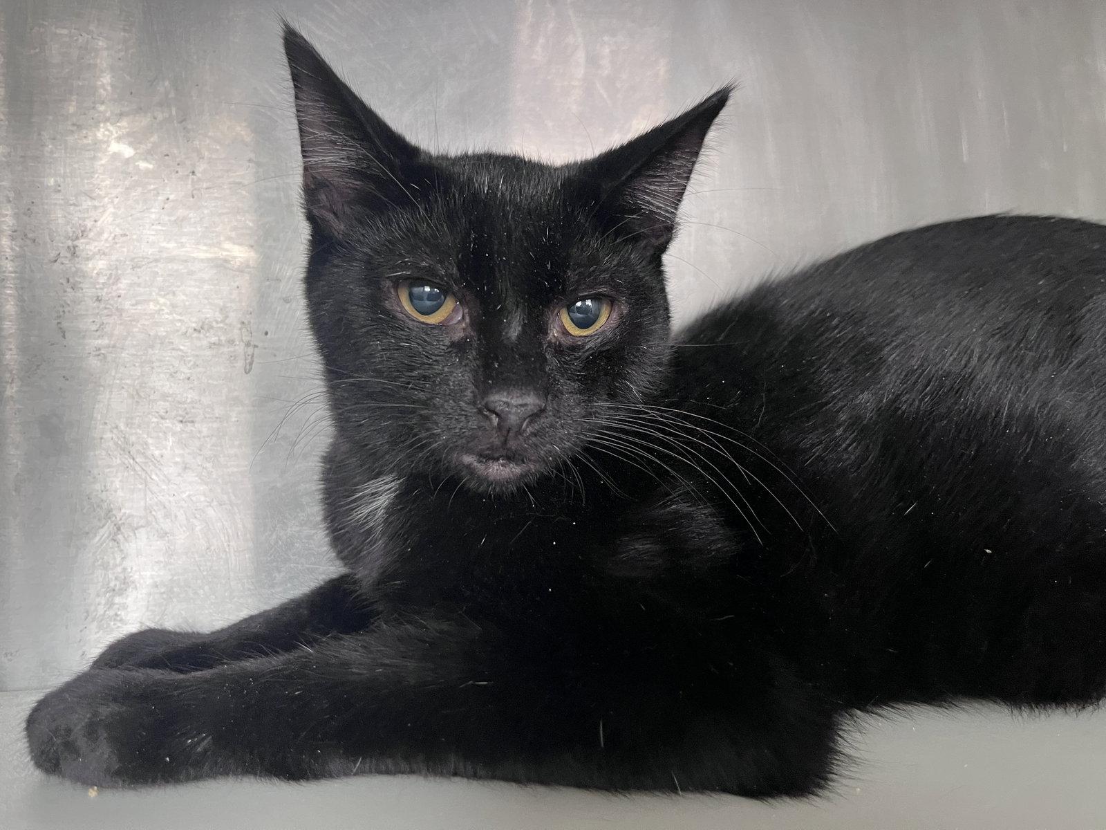 Enlarge Crash, a Adoptable Domestic Short Hair in Carrollton, GA image 3/3