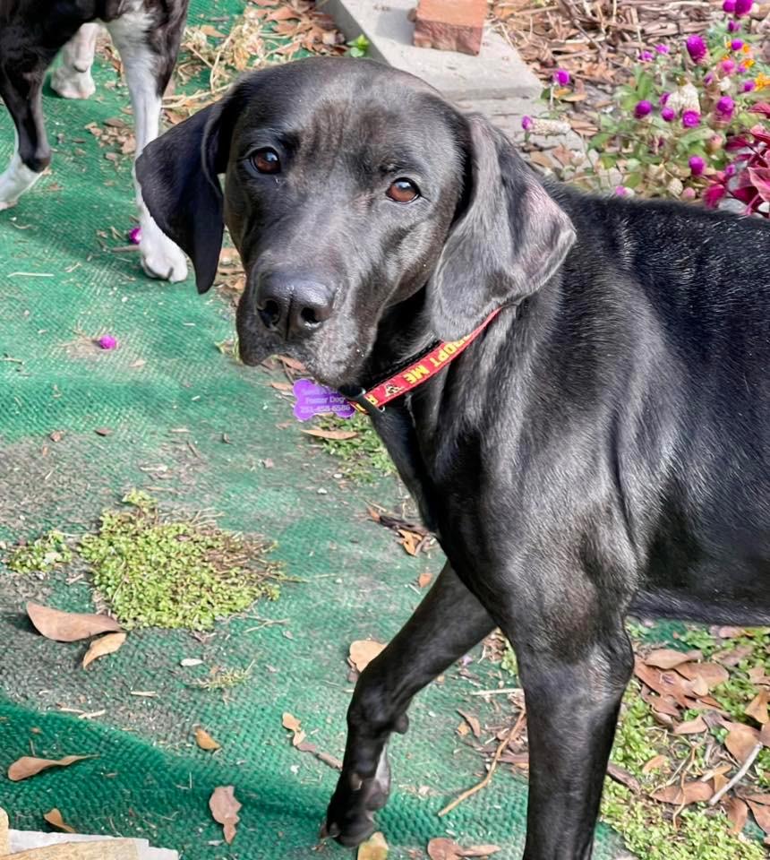 Lucy, Adoptable, Adult Female Hound.