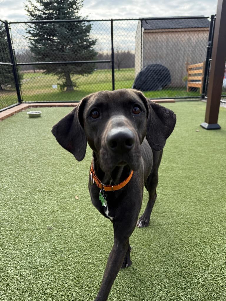 Enlarge Lucy, a Adoptable mixed breed in North Syracuse, NY image 3/6
