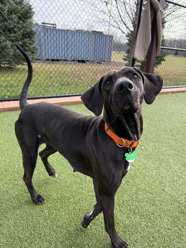 Enlarge Lucy, a Adoptable mixed breed in North Syracuse, NY image 4/6