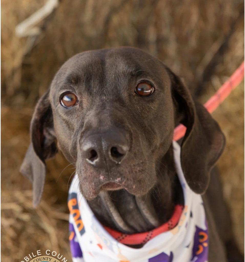 Enlarge Lucy, a Adoptable mixed breed in North Syracuse, NY image 5/6