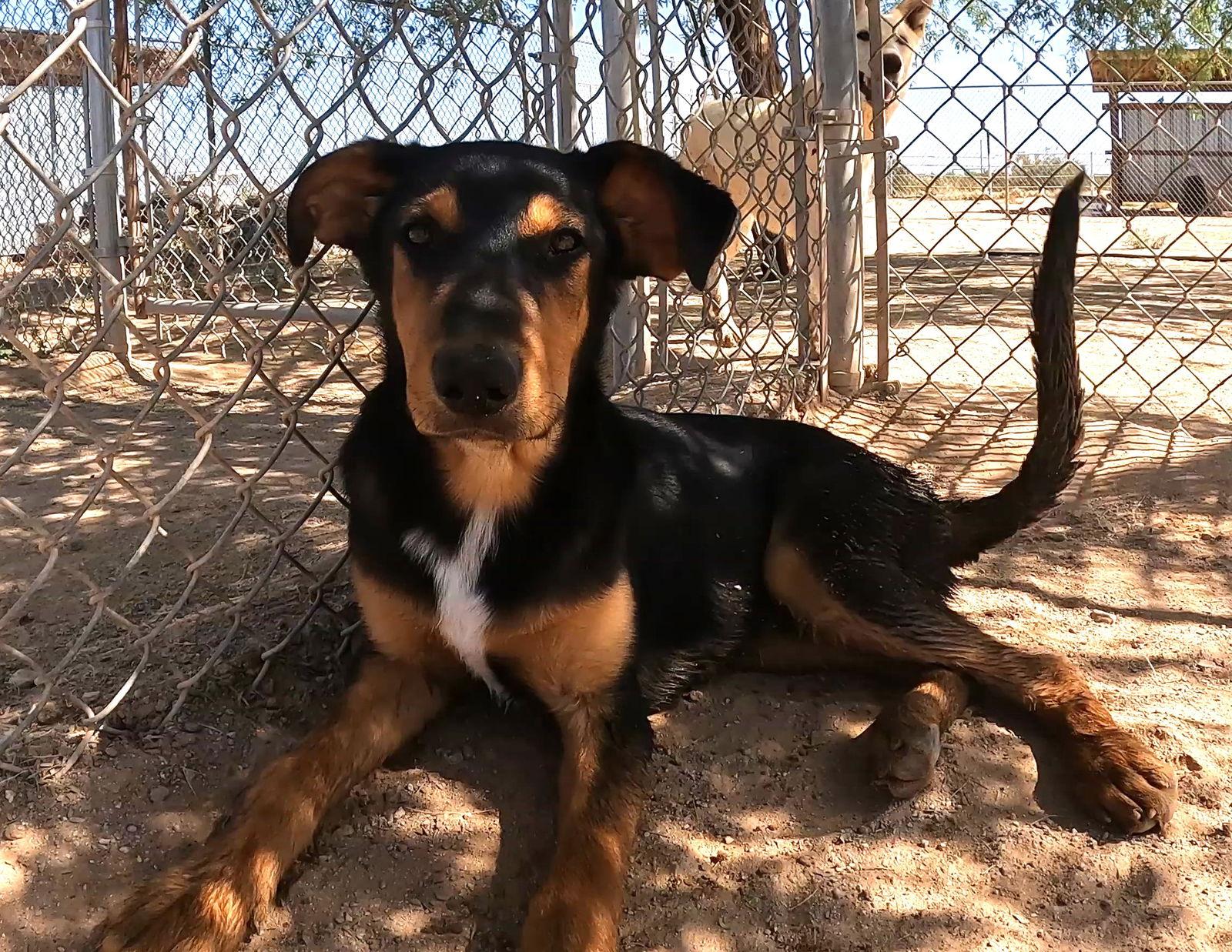 Enlarge Casey, a Adoptable Doberman Pinscher in Queen Creek, AZ image 2/6