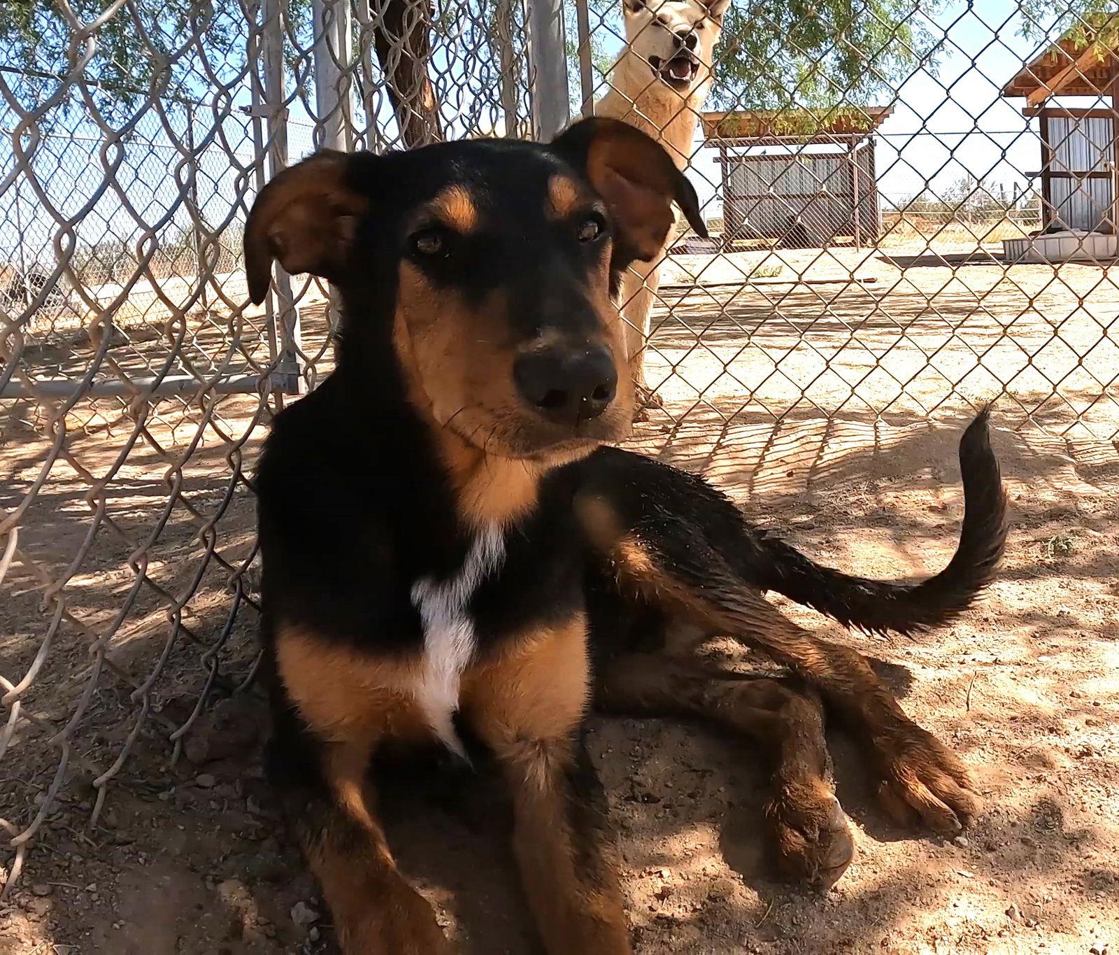Enlarge Casey, a Adoptable Doberman Pinscher in Queen Creek, AZ image 3/6