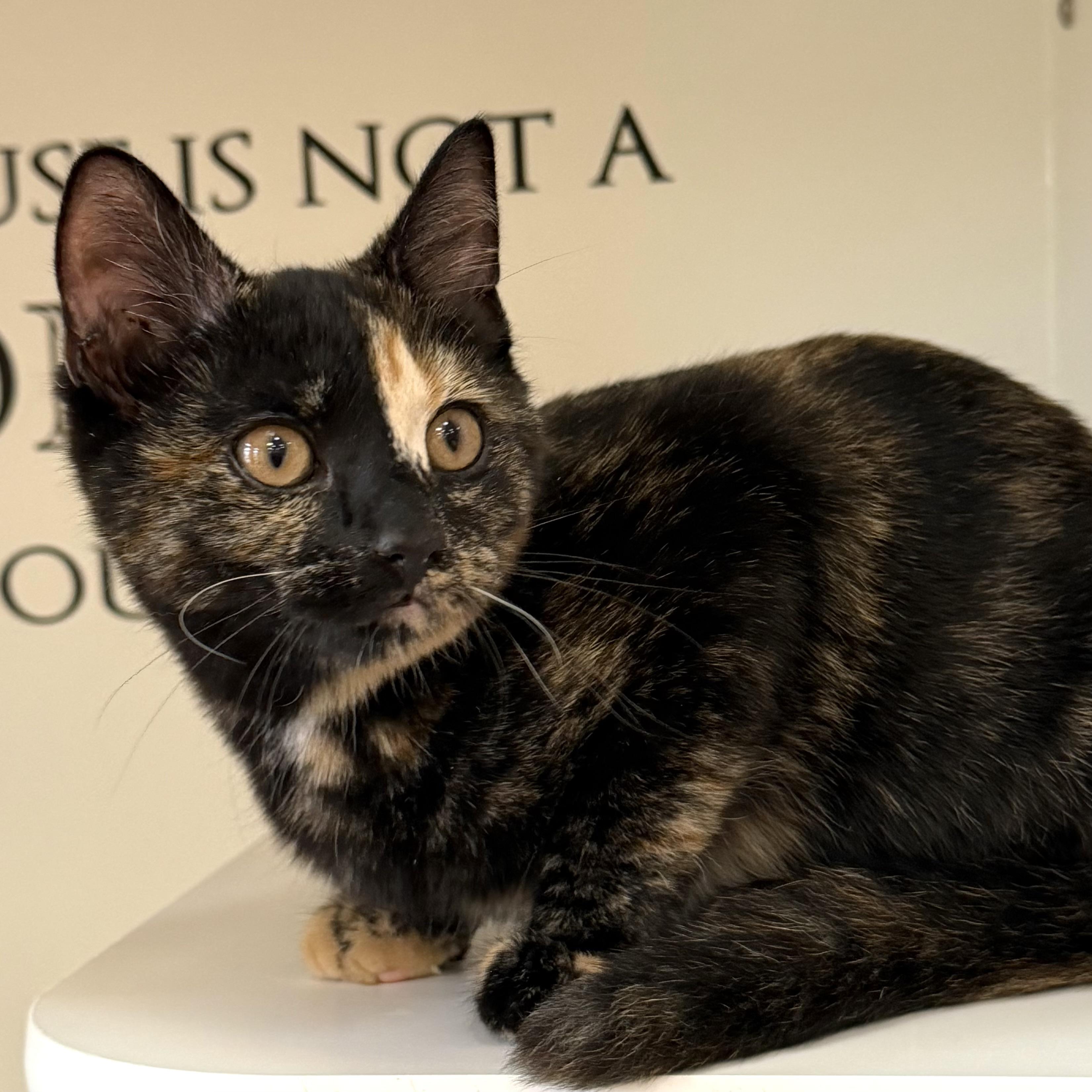 Flower, an adoptable mixed breed in Libertyville, IL image 3/3