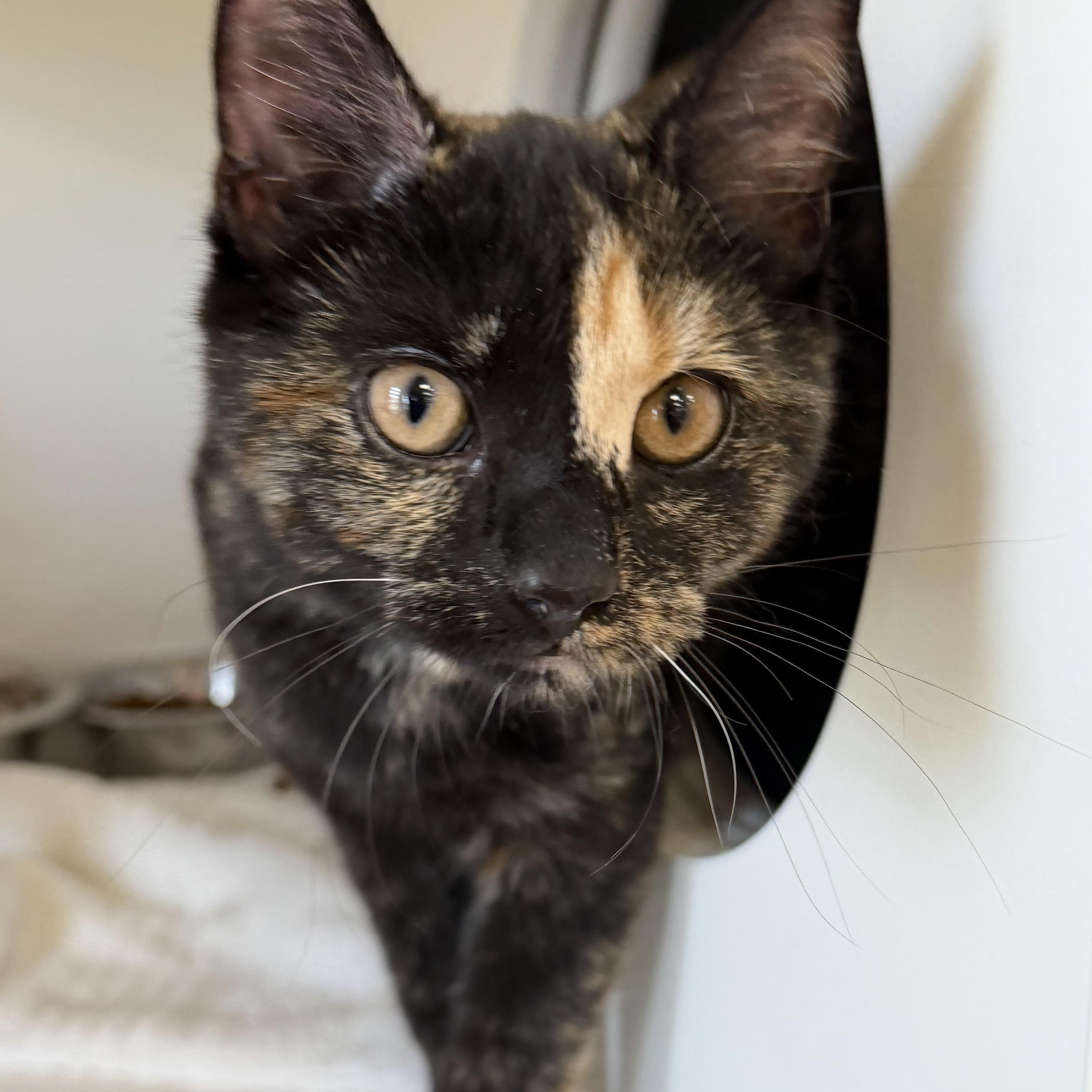Flower, an adoptable mixed breed in Libertyville, IL image 2/3