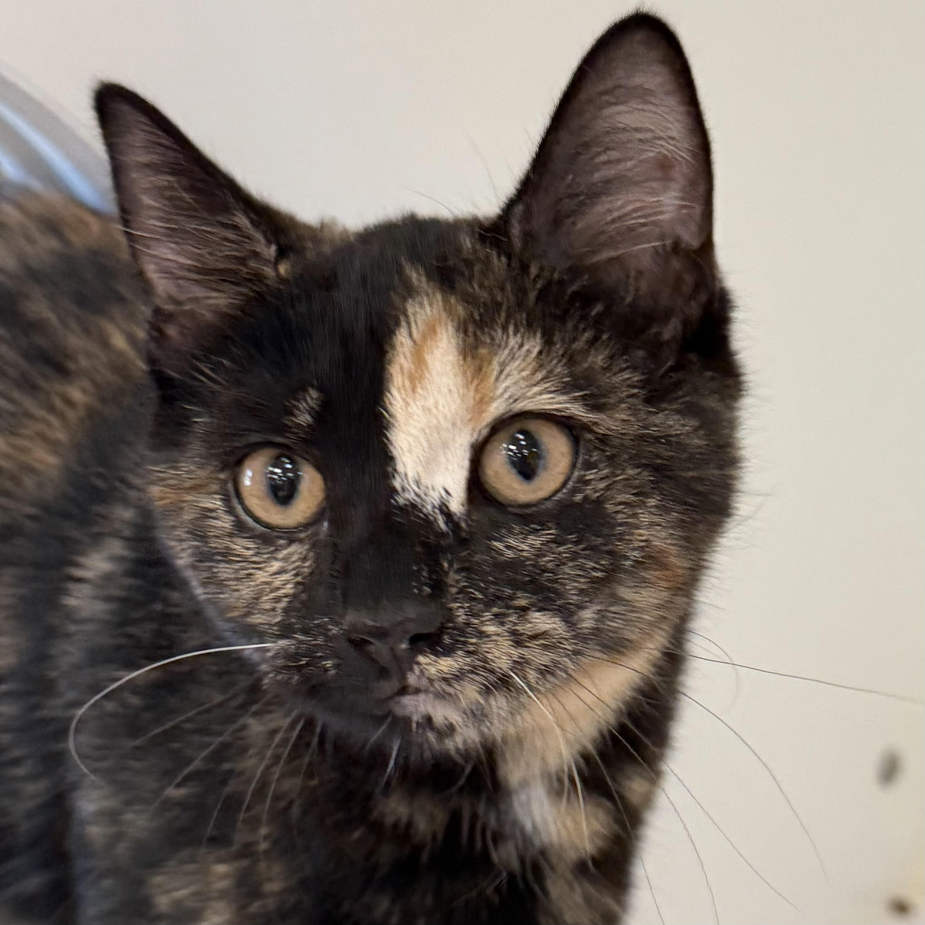 Flower, adoptable, Kitten Female Domestic Short Hair.