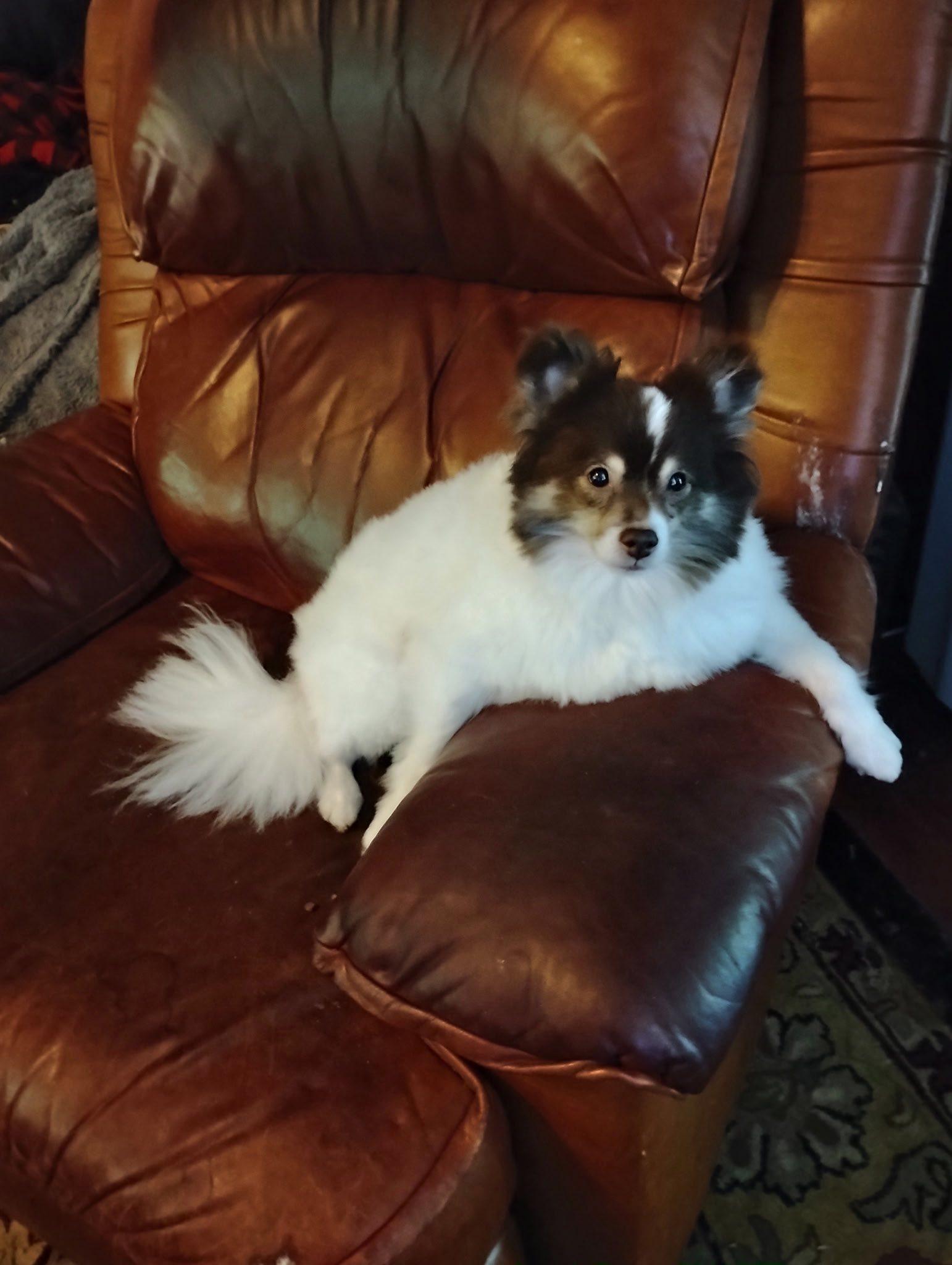 Charlie Brown, Adoptable, Adult Male Pomeranian & Papillon.