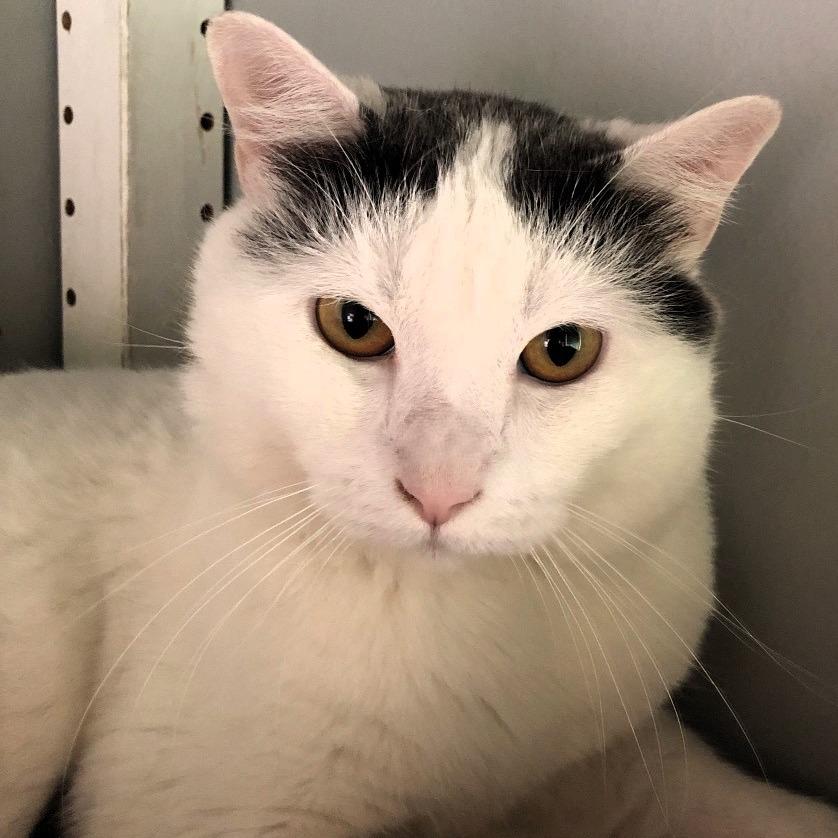 Bee, a Adoptable Domestic Short Hair in Lake Jackson, TX image 2/6