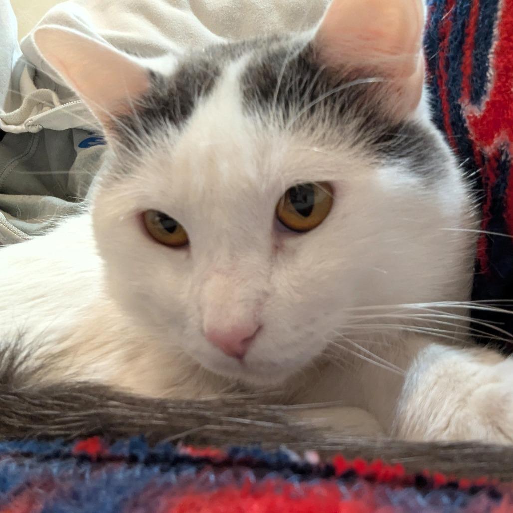 Bee, a Adoptable Domestic Short Hair in Lake Jackson, TX image 4/6