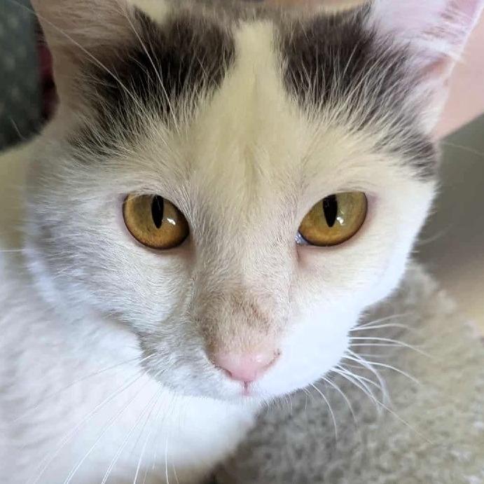 Bee, a Adoptable Domestic Short Hair in Lake Jackson, TX image 5/6