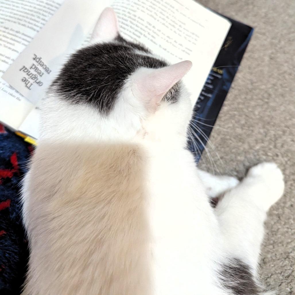 Bee, a Adoptable Domestic Short Hair in Lake Jackson, TX image 6/6