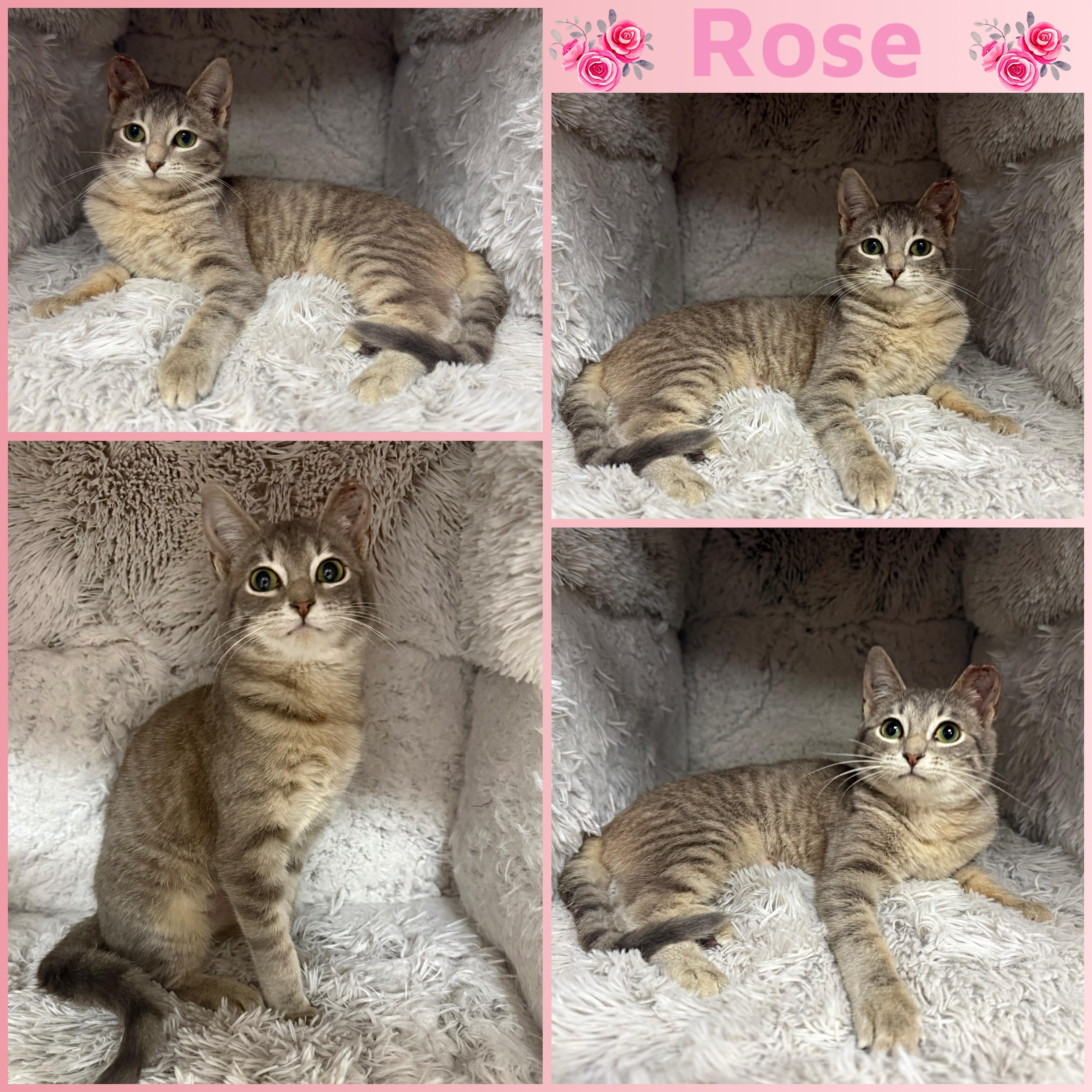 Enlarge Rose, a ADOPTABLE Domestic Short Hair in Louisville, KY image 1/1