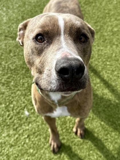 Enlarge Playboy, a Adoptable mixed breed in Wichita, KS image 3/3