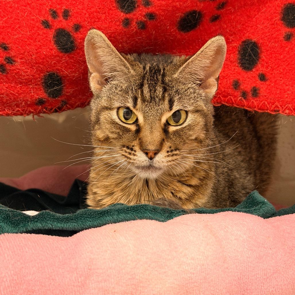 Mally, Adoptable, Adult Female Domestic Short Hair & Domestic Short Hair.