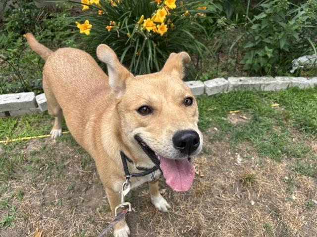 Dahlia, a ADOPTABLE mixed breed in Manhasset, NY image 5/5