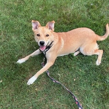 Dahlia, ADOPTABLE, Young Female Husky & Shepherd.