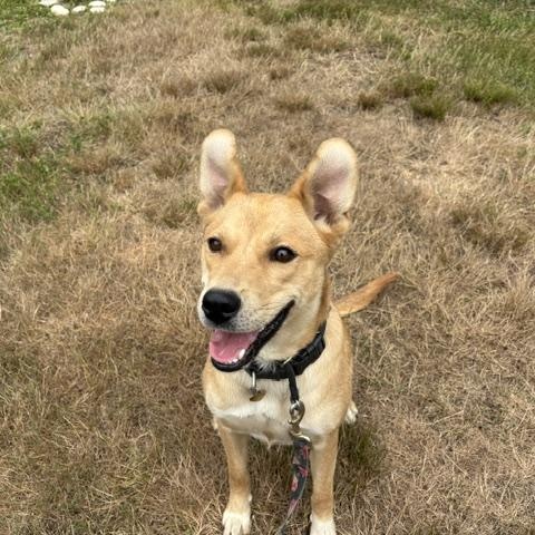 Dahlia, a ADOPTABLE mixed breed in Manhasset, NY image 4/5