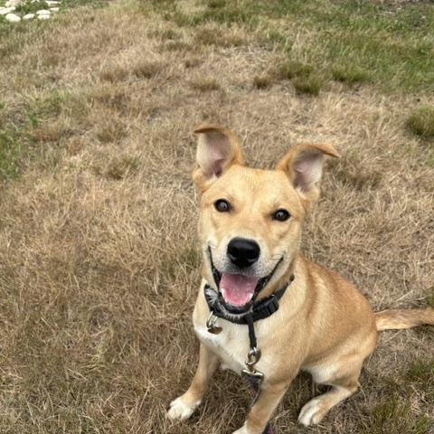 Dahlia, a ADOPTABLE mixed breed in Manhasset, NY image 3/5