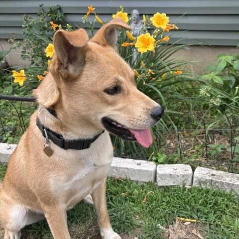 Dahlia, a ADOPTABLE mixed breed in Manhasset, NY image 2/5