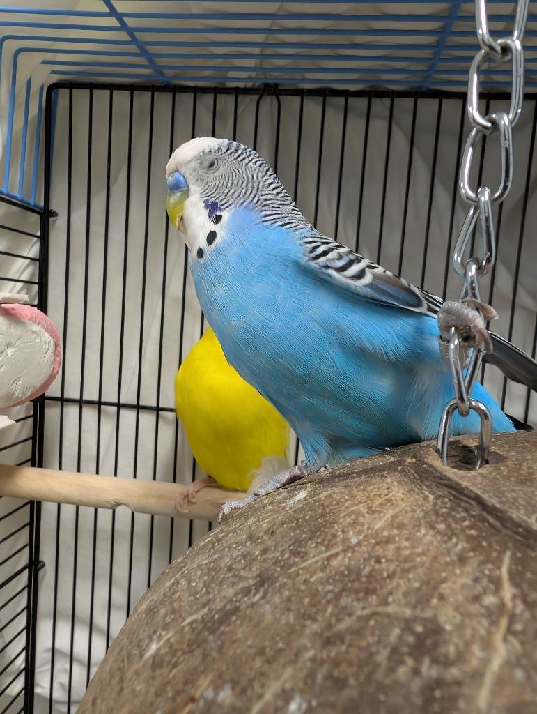 Gomez, Adoptable, Young Male Parakeet (Other).