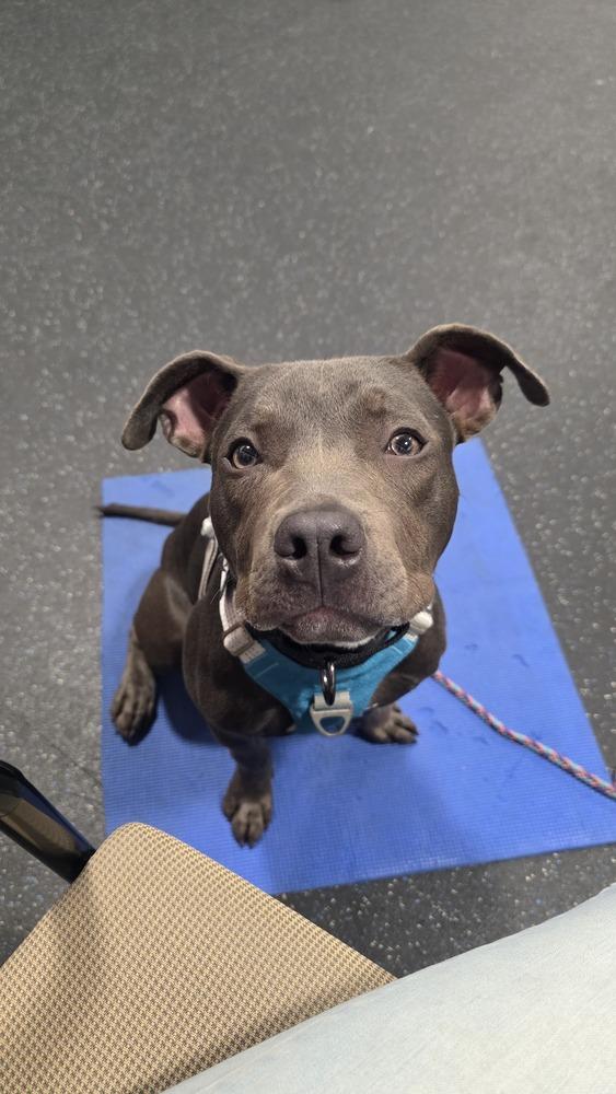 Georgie, Adoptable, Young Female American Staffordshire Terrier.